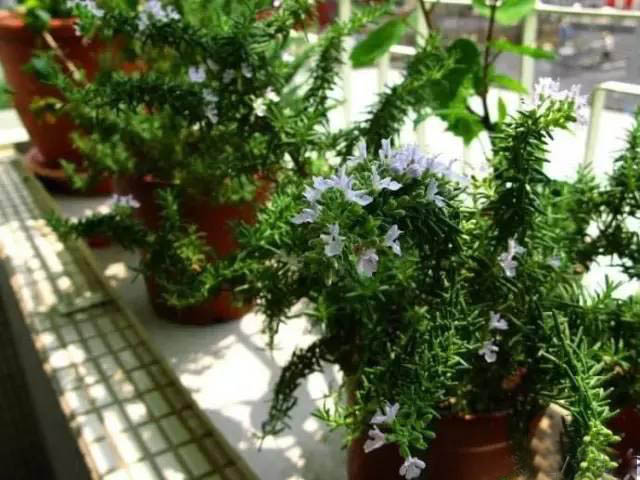 夏日天熱清香驅(qū)蚊盆栽，你知道多少？