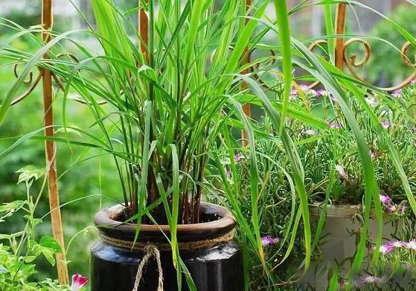 夏日天熱清香驅(qū)蚊盆栽，你知道多少？