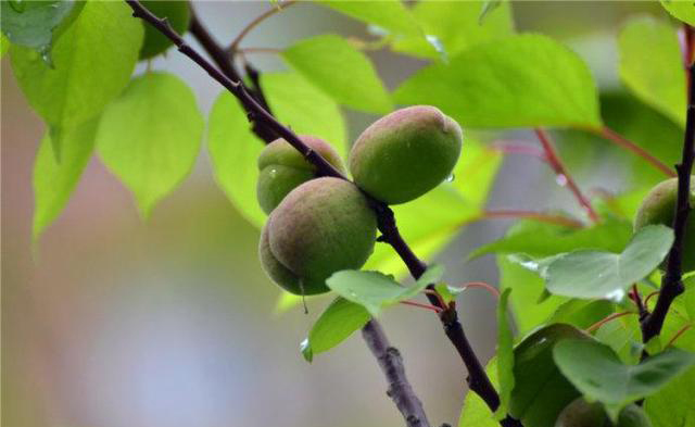 梅雨季節(jié)，養(yǎng)花怎么做？