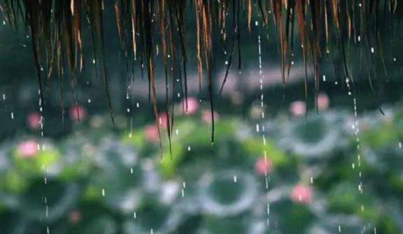 梅雨季節(jié)，養(yǎng)花怎么做？