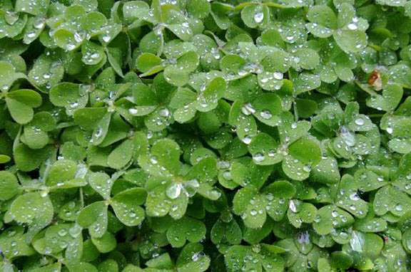 梅雨季節(jié)，養(yǎng)花怎么做？