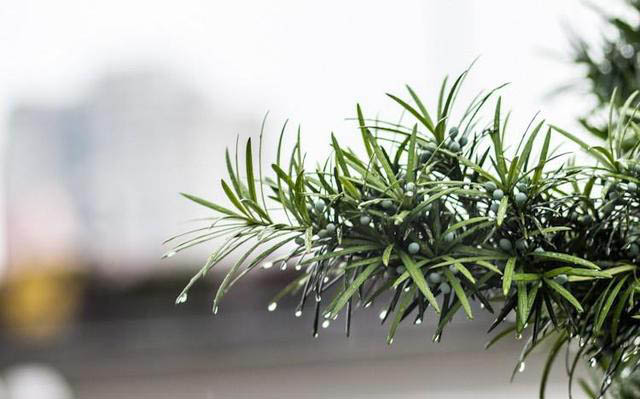 梅雨季節(jié)，養(yǎng)花怎么做？