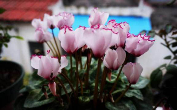 梅雨季節(jié)，養(yǎng)花怎么做？