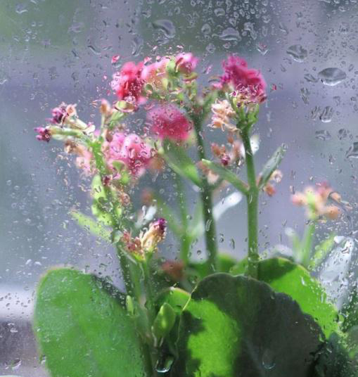 梅雨季節(jié)，養(yǎng)花怎么做？