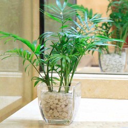 袖珍椰子樹(shù)