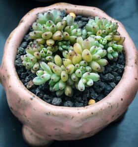 綠色植物花卉養(yǎng)護(hù)常識之一，溫度與光照