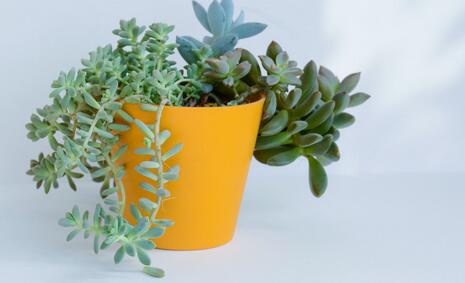 重慶室內植物應該怎么樣的養(yǎng)護
