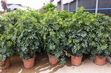 什么是搖錢樹，植物租賃過程中搖錢樹是如何養(yǎng)護的