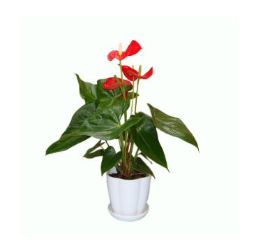 紅掌不開(kāi)花怎么辦