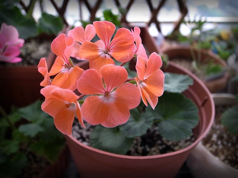 植物租賃，天竺葵，養(yǎng)護(hù)