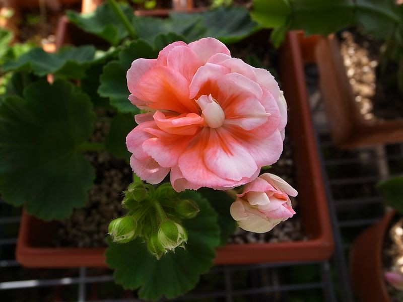 植物租賃，天竺葵，養(yǎng)護(hù)