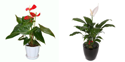 紅掌白掌對(duì)比圖