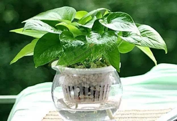 房內(nèi)植物.jpg