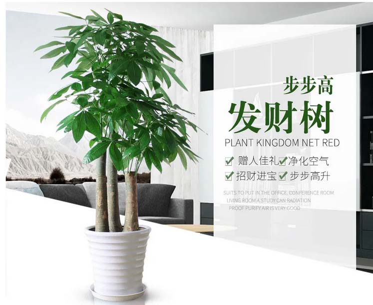 植物租賃公司哪家好?我說(shuō)了不算，您看了這家心里就有數(shù)了 